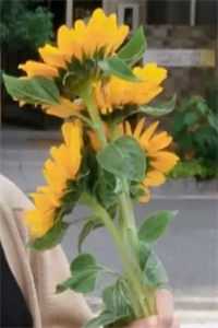 花飞花谢碾入尘后续